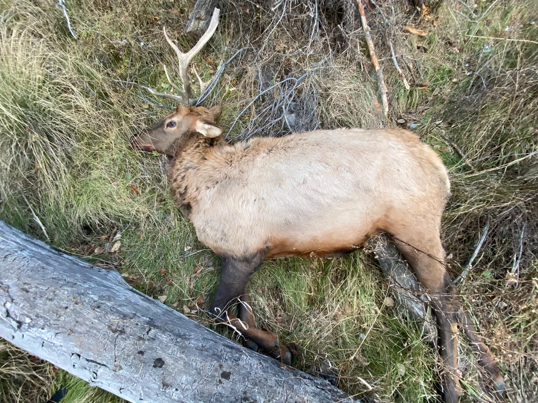 Trophy