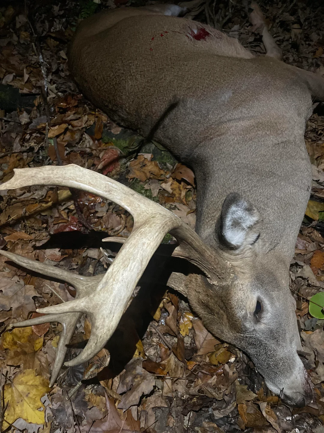 Trophy