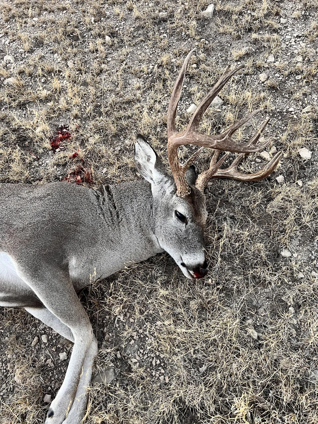Trophy