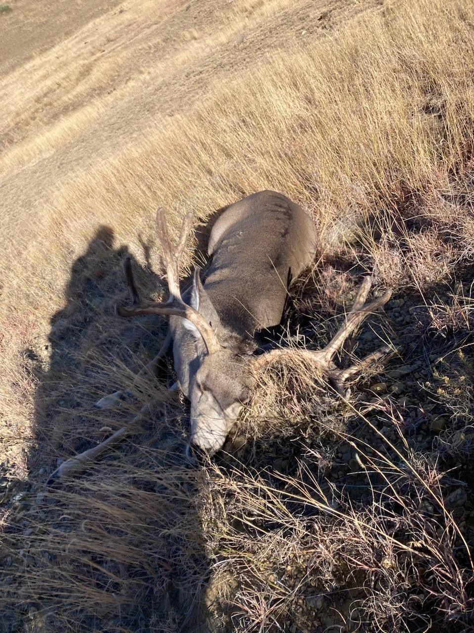 Trophy