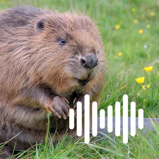 Beaver Calls