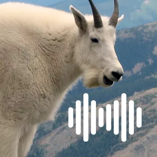 Goat Calls
