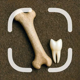 Bone, Skull & Tooth Identifier