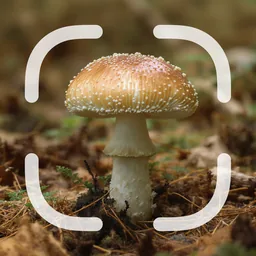 Mushroom Identifier
