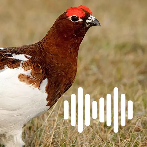 Ptarmigan Calls