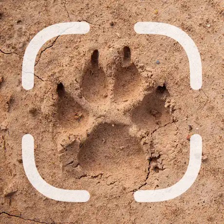 Animal Tracks Identifier